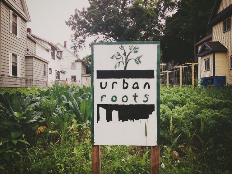 Urban Roots garden