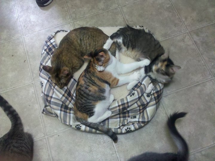Three cats share a bed at the Carol's Ferals adoption facility.