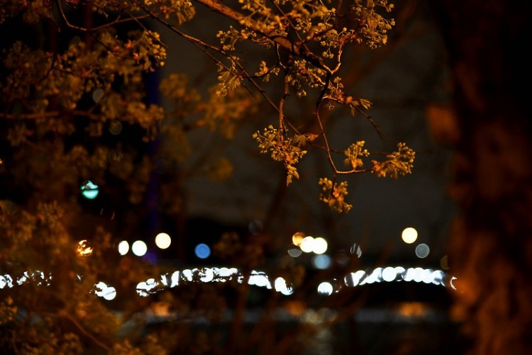 Branches in front of the blurred lights of downtown Grand Rapids