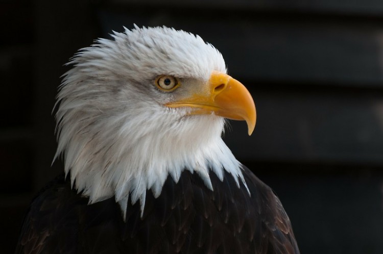 The success of Michigan’s bald eagle population wouldn’t have been possible without the effort of many groups working together.
