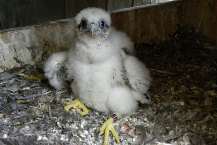 This spring, the DNR will band peregrine falcons. Peregrine falcons are the fastest animal on earth.