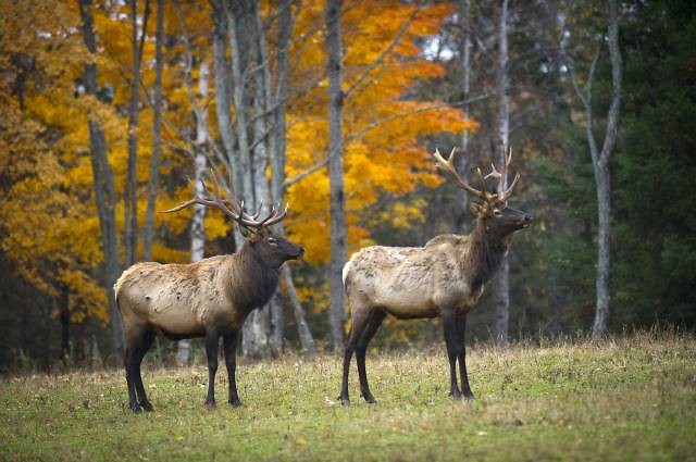 Michigan’s wild elk herd is just four hours north of Detroit in the 105,000-acre Pigeon River Country State Forest near Gaylord.