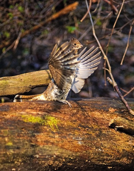 The male grouse defends his territory by ‘drumming,’ or quickly beating his wings against the air. 