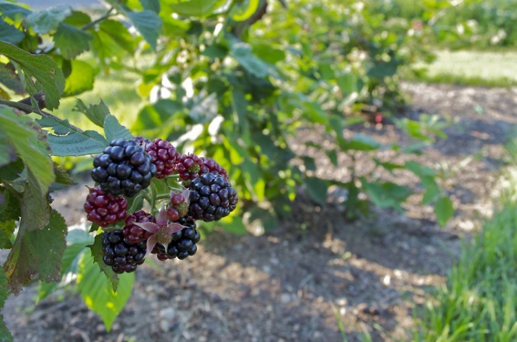 Blackberries slowly ripening.