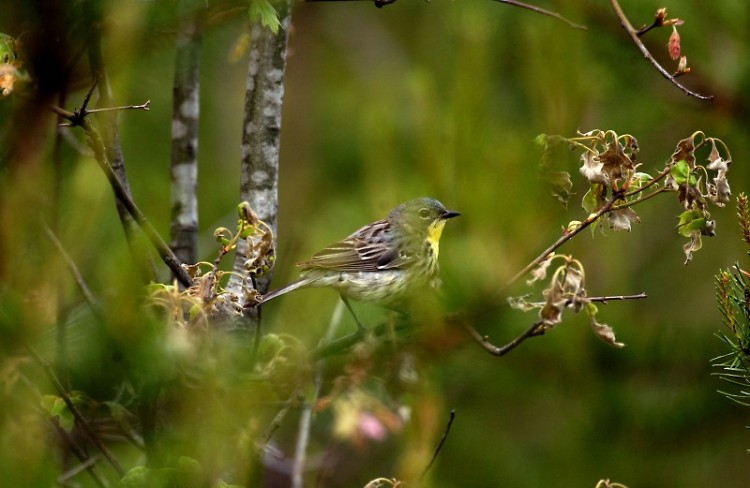 Kirtland's warblers depend on young jack pine forests to build their nests. Keeping these forests young is critical to the survi