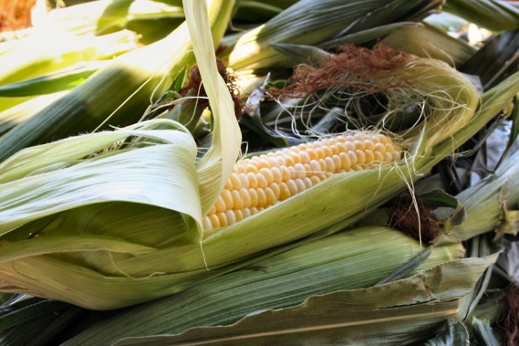 Michigan Sweet Corn
