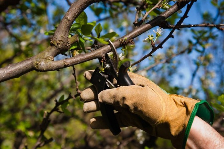 Keeping trees healthy is important to communities of all sizes.