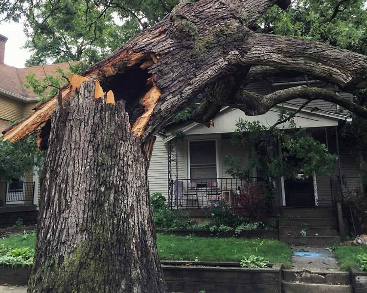 Hollow Tree in East Hills from the tornado and storms on August 20, 2016.
