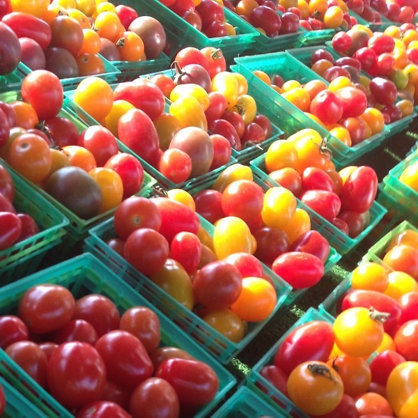 Collection of Michigan Cherry & Grape Tomatos