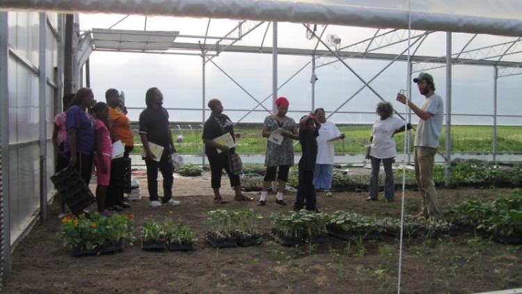 OKT Gardeners picking organic starter food plants at Blandford Farm Greenhouse