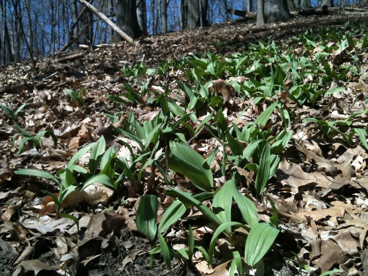 One of the few (small) stands of Wild Leeks at Johnson Park