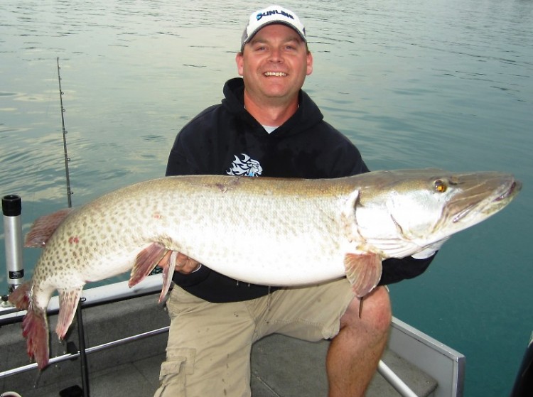 The Great Lakes strain of muskie are now stocked in select waters across Michigan.