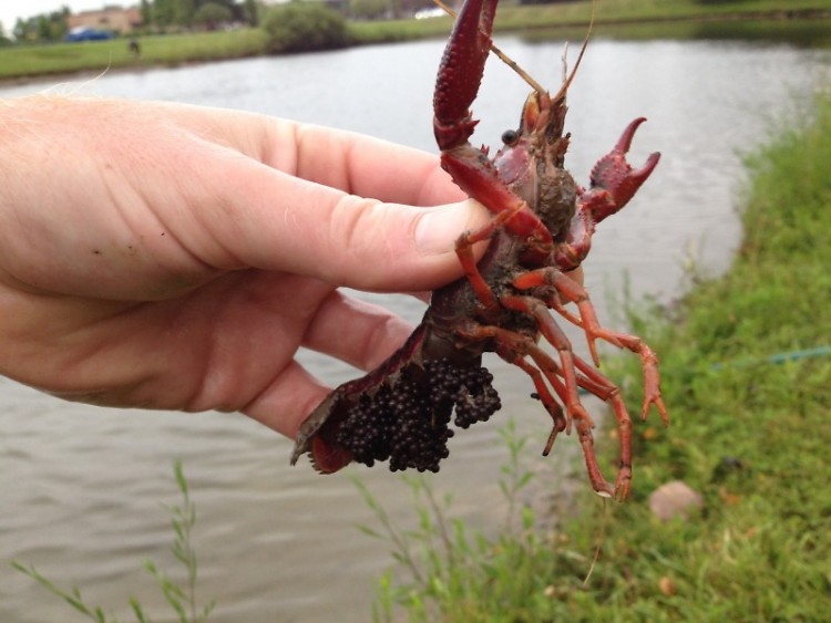 Red swamp crayfish are very fertile, with females laying 600 eggs at a time and reproducing up to twice annually.