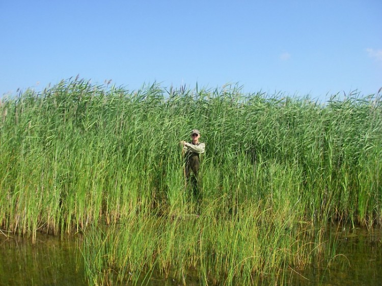 Invasive species phragmites overtakes a Michigan wetland and crowds out native plant growth.