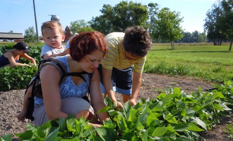 Volunteers pick green beans for local families at a Feeding America West Michigan event.