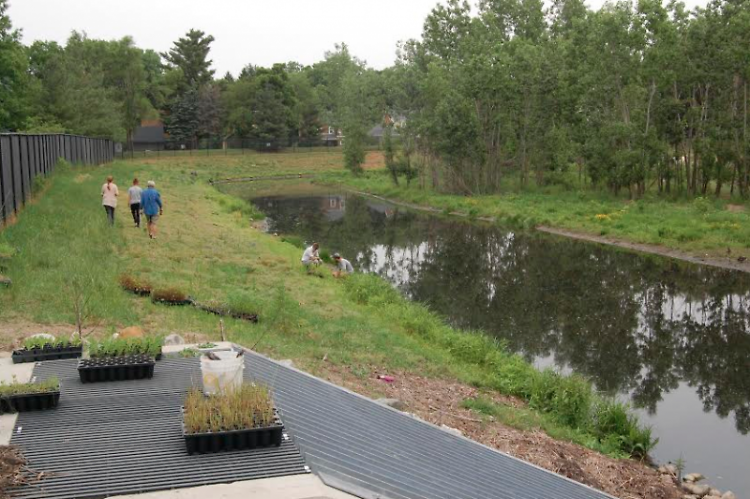 Volunteers planting plugs near the outlet at Kreiser Pond, summer 2014.
