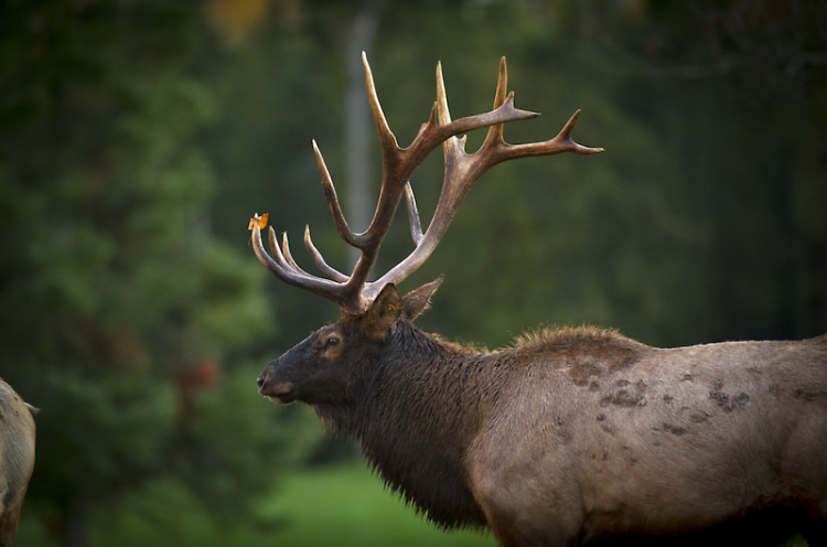 2018 will mark the 100th anniversary of the Elk’s presence in Michigan. 