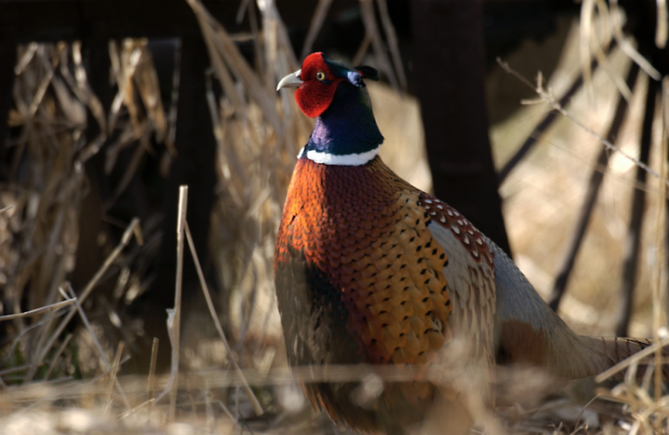 Their red face, bright green necks and white rings, distinguishes Male Ring-necked Pheasants. 