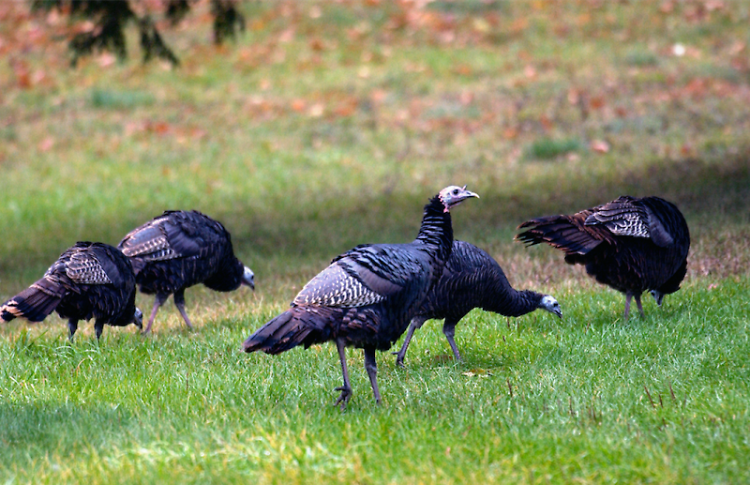 Wild turkey have made a successful comeback, thanks to careful wildlife management.