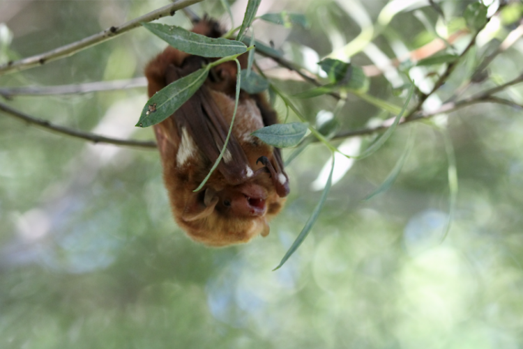 Eastern red bat (Lasiurus borealis): The coat is bright orange to yellowish brown with white marking on the shoulders. 