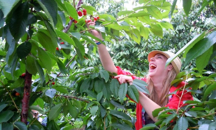 Terra GR's Megan Leech picks cherries for Feeding America West Michigan in July.