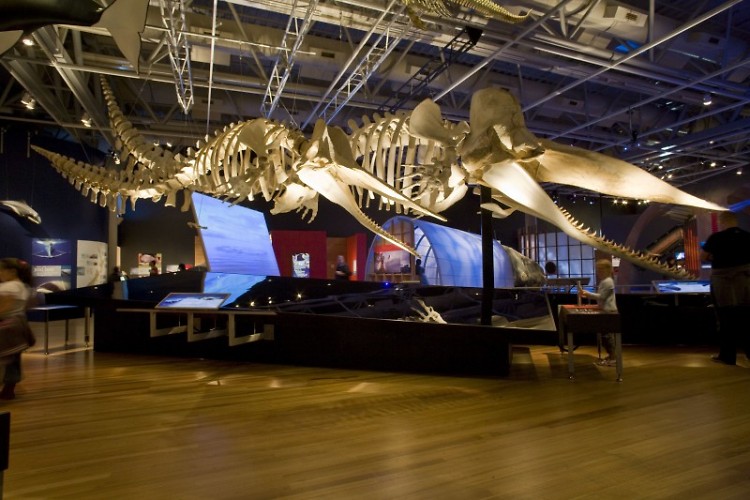 Whale exhibit at the Grand Rapids Public Museum
