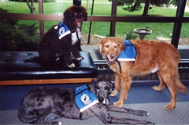 Clockwise from top; Maxine, Bailey Cook, and Indigo, three former volunteers at the west Michigan Therapy Dogs, inc. 