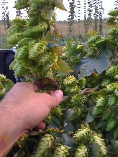 Vine of Michigan organic hops