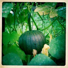 Four types of squash are bobbiding out of the community garden: zucchini, acorn, pumpkin (pictured above) and summer squash.