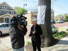 Dotti Clune talks with the media in front of the Mayor's Tree of the Year, 2012