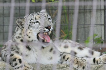 Snow leopard ready for a nap.
