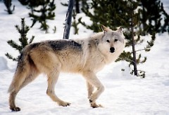 Pending petition approval, the question of a gray wolf hunting season in Michigan will be on next year's ballot.
