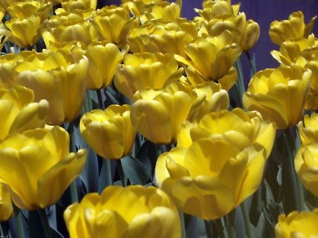 A bunch of yellow tulips