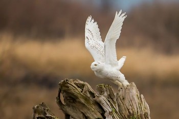 Typically, snowy owls begin to show up in Michigan in December and are gone by March.