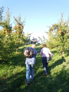 Volunteers haul apples up a hill. Surplus food is gleaned from local farms every year.