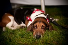 Yes, dogs often get wiped out from the excitement and fun at Blocktail. This Basset hound is proof.