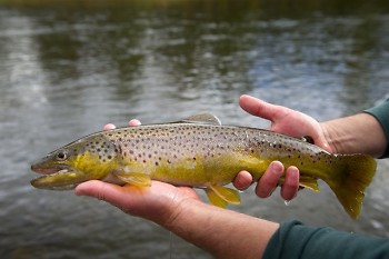 Brown trout are a prized catch in Michigan.