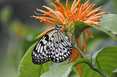 The Fred & Dorothy Fichter Butterflies Are Blooming at Meijer Gardens from March 1 - April 30