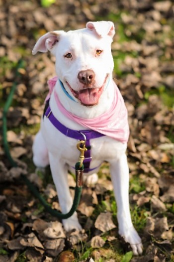 Meet Candy, a 6 year old American Staffy mix! 