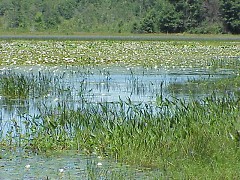 Crooked Lake Marsh is one of the largest coastal plain marshes in Michigan.