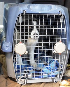 Small dog in crate