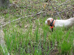 Belle, an English setter, stands at point to help volunteer bird bander Jerrie Schultz find woodcock.