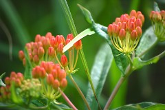 Michigan wildflowers, Butterfly Weed