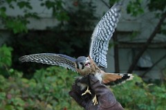 Falcon prepares for takeoff