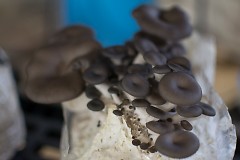 More mushrooms growing.