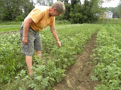 Valerie Lane examines a row of potato plants at her farm in Cloverdale.