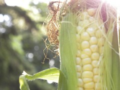 Sweet corn on a summer evening.