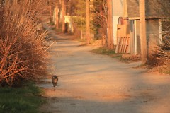 A feral cat walks down the alley between Innes and Lyon Streets NE.