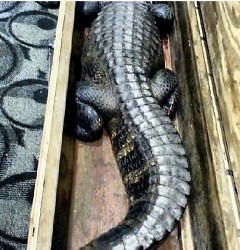 Alligators are transported in boxes barely the size of their bodies.