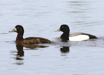 This spring, the DNR will band scaup. It’s important to band scaup in late winter/early spring before they head north.